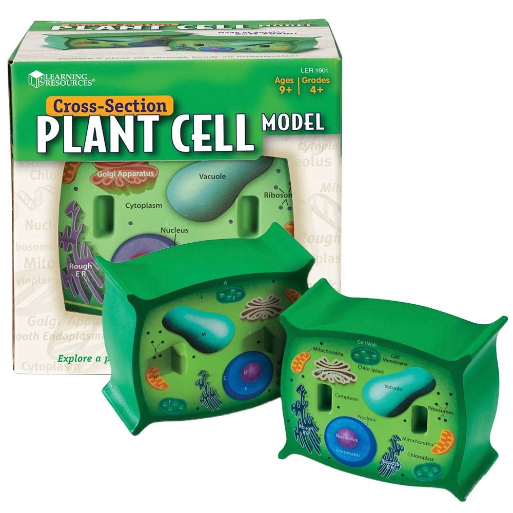 Section Learning Model Learning Resources Plant Cell Model - Cross-Section Science Teaching ...