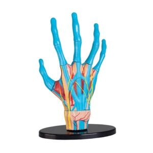Edu-Toys - Anatomy Model - Hand - 23pcs