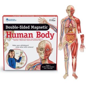 Learning Resources - Giant Magnetic Human Anatomy: Classroom Science Demo Set