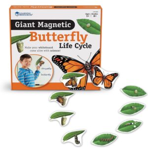 Learning Resources - Giant Magnetic Butterfly Life Cycle: Classroom Science Demo Set
