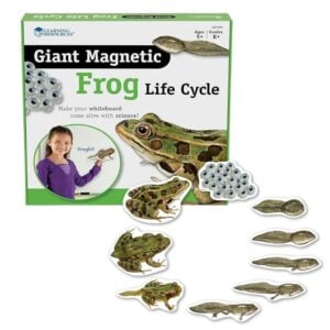 Learning Resources - Giant Magnetic Frog Life Cycle: Classroom Science Demo Set