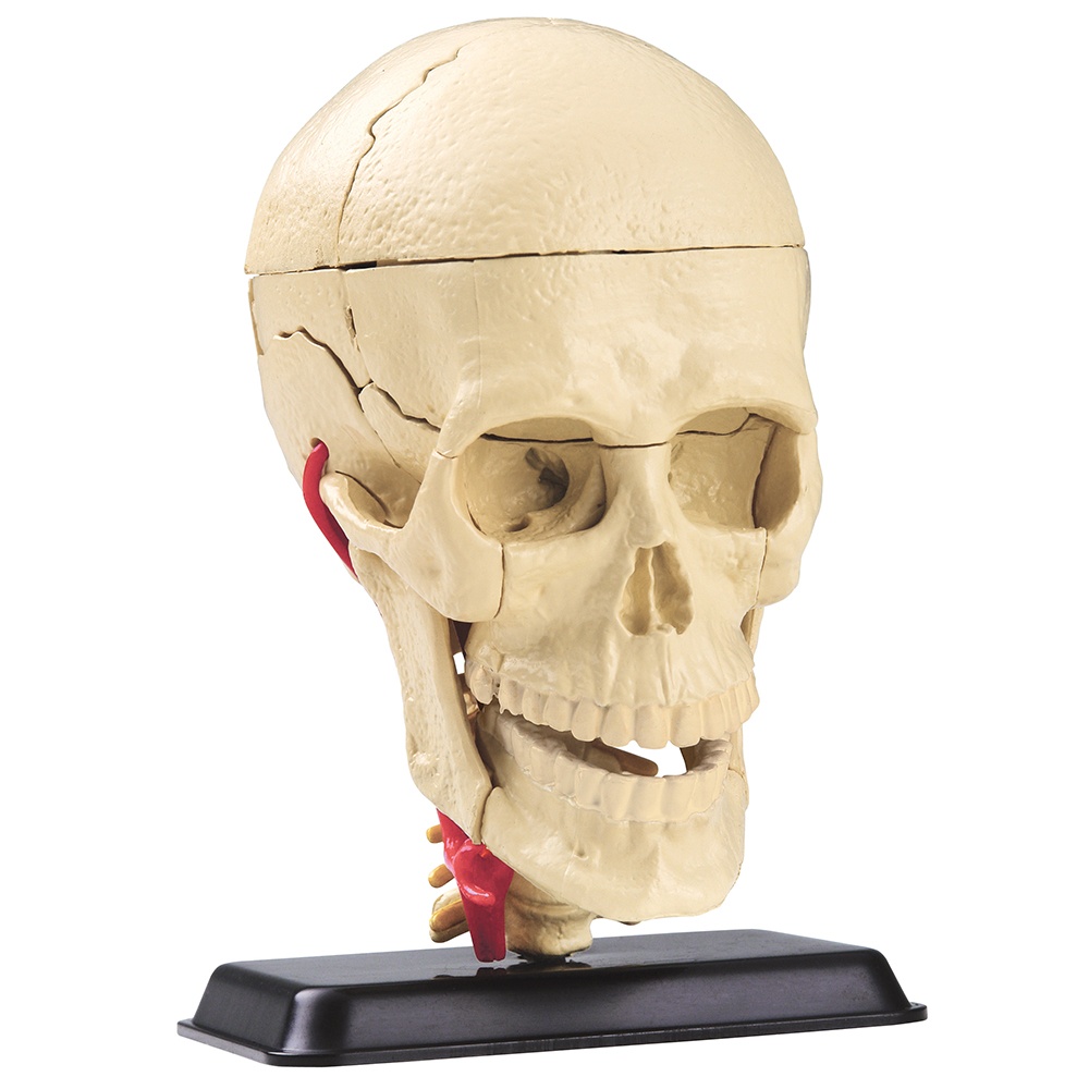 Edu-Toys - Anatomy Model - Cranial Nerve Skull - 39pcs
