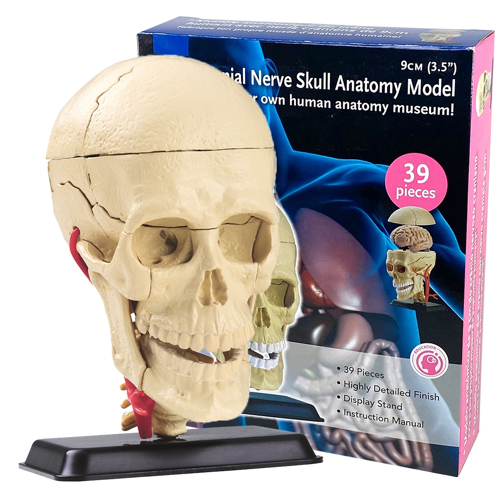 Edu-Toys - Anatomy Model - Cranial Nerve Skull - 39pcs - Image 2