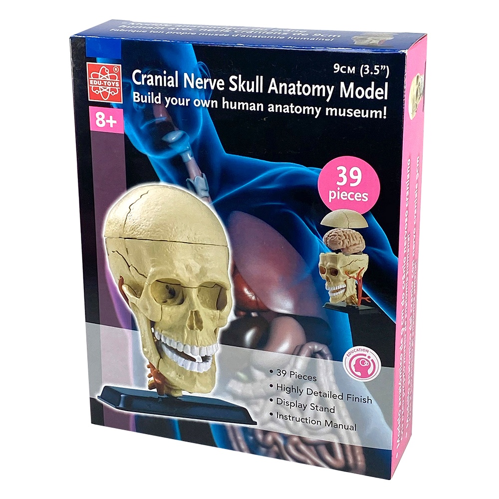 Edu-Toys - Anatomy Model - Cranial Nerve Skull - 39pcs - Image 3